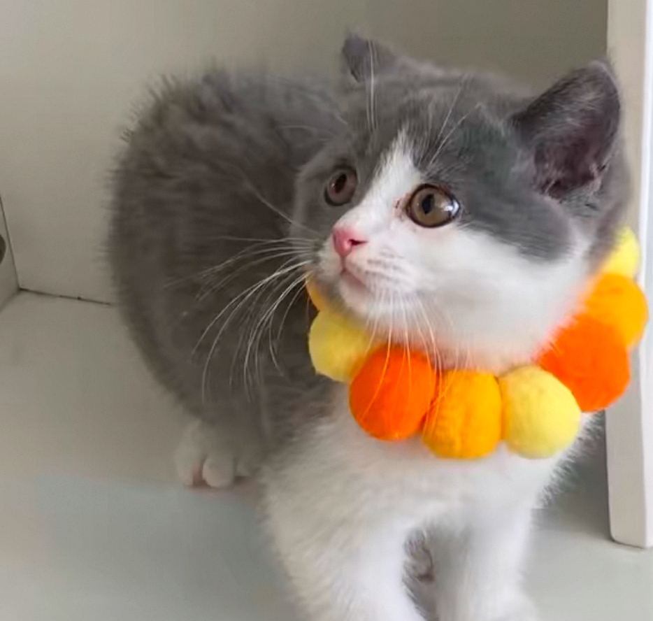 Cat Collar