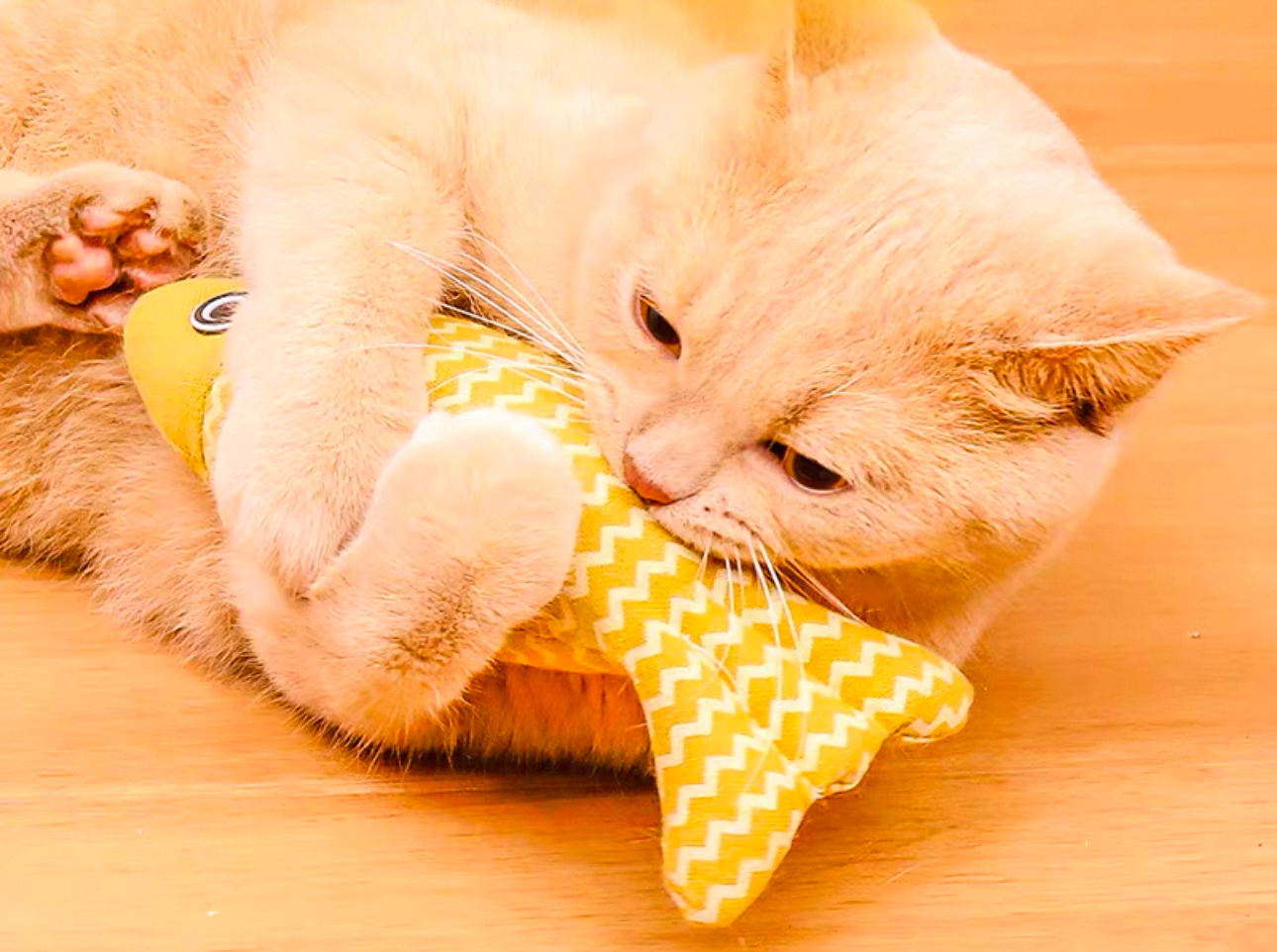 Fish Toy