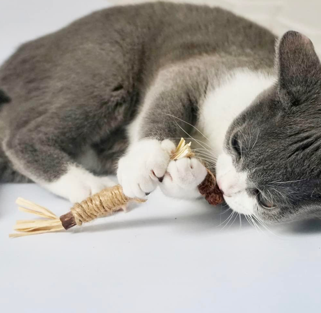 Cat Toy